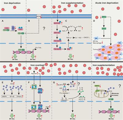 Ironing Out the Details: How Iron Orchestrates Macrophage Polarization